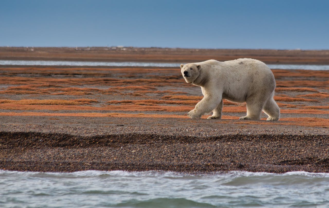 A new approach for future-planning: look out for aggressive polar bears